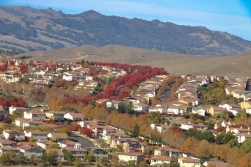 Fototapeta na wymiar Yellow and Red foliage of Sycamore and Callery Pear trees line the streets of San Ramon Valley in November