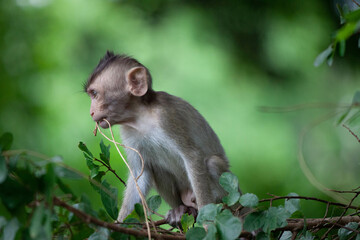 可愛いサル