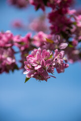 pink cherry blossom in spring