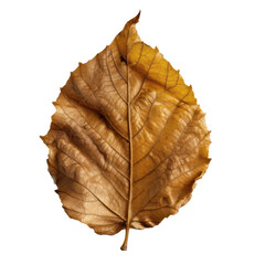 yellow leaf isolated on a transparent background