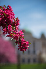 pink blossom in spring