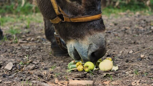 Close-up of a donkey muzzle eating fruit. A woman's hand is feeding a donkey with watermelon peels and apples. A farm of animals. The concept of agriculture and animal husbandry