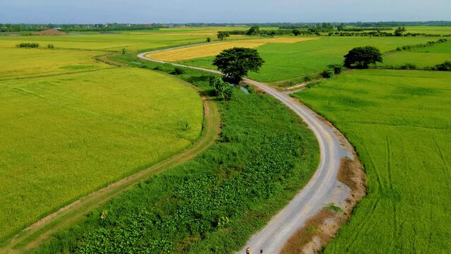 a couple walking on a curved winding countryside road in the middle of green rice paddy fields in Central Thailand Suphanburi region, drone aerial view of green rice fields in Thailand
