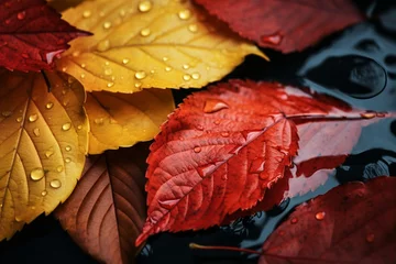 Fotobehang Donkerrood 秋の植物が水面に浮かぶ秋の風景（紅葉・銀杏・色づいた葉っぱ）