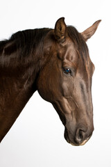 Brown high resolution horse head portrait