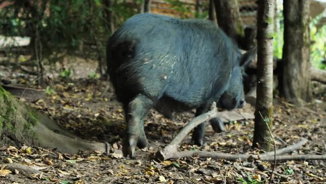 Closeup of boar black mini pig breed walking on dry ground with fallen leaves. Hog with dried mud on the body. Farm and pig farming concept