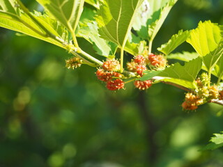 赤い果実　桑の実