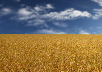 Fototapeta premium The golden bread field and beautiful blue sky with white clouds, autumn view, blurry