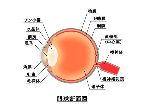 横から見た眼球断面図