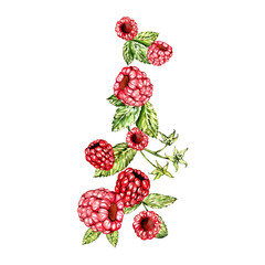 a set of watercolor elements. juicy raspberries with leaves. for postcards and design