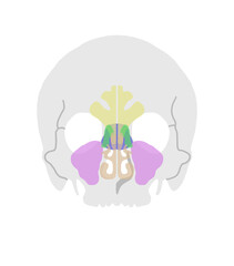副鼻腔の図解イラスト