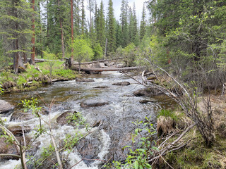 Mountain river in the forest. Natural places for active recreation.