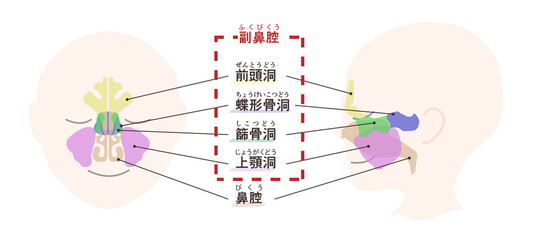 副鼻腔の図解イラスト