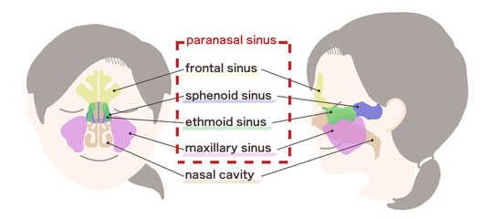 副鼻腔の図解イラスト
