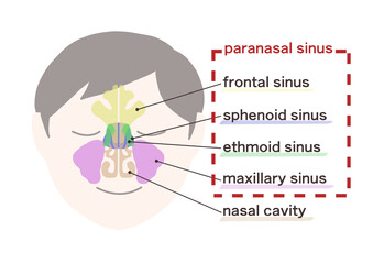 副鼻腔の図解イラスト