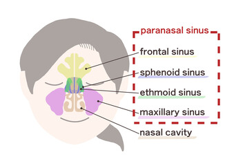 副鼻腔の図解イラスト