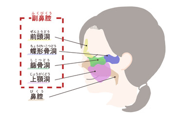 副鼻腔の図解イラスト