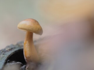 切り株から生えたキノコ