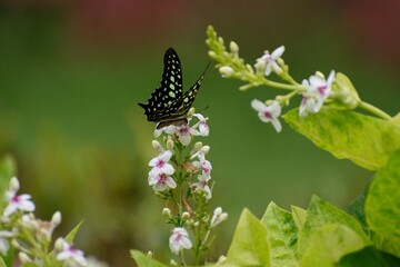 butterfly on a flower