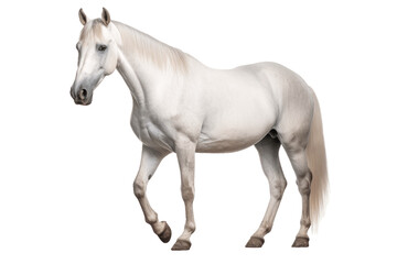 Lipizzan horse isolated on transparent background.