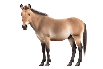 Przewalskis horse isolated on transparent background.