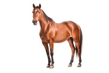 Tennessee Walker horse isolated on transparent background.