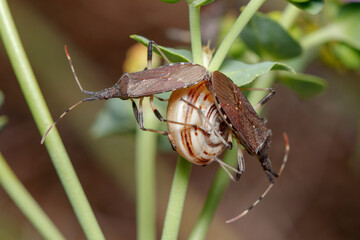 Couple of Dicranocephalus albipes true bugs mating at the top of a snail on a sunny day