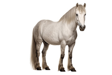 Welsh Pony isolated on transparent background.