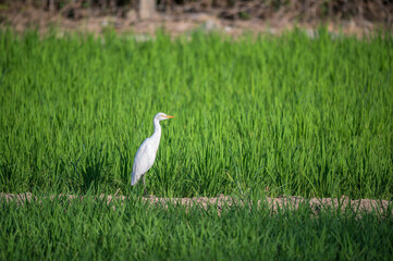 Nature's Harmony: Small Egret Foraging in Vibrant Rice Paddies. Scenery of rice fields in Zhunan Town, Miaoli County. Taiwan