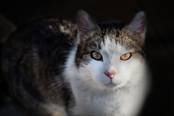 Naklejka na ściany i meble portrait of a cat with a white nose and dark ears
