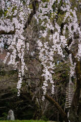 大石良雄山科閑居址に咲くしだれ桜
