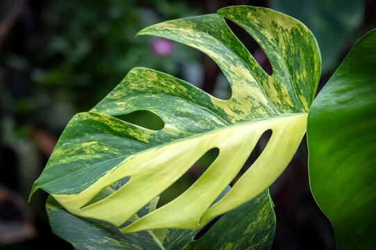 Monstera borsigiana aurea, a rare yellow variegated form of the Swiss Cheese Plant and member of the aroid family of tropical plants