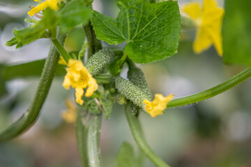 Growing cucumbers in a greenhouse. Cucumbers ripen on a hanging stem in a greenhouse. Cucumber farm.