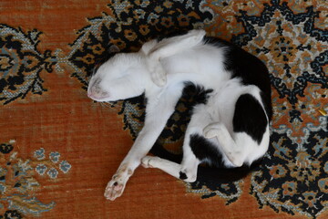 chat endormi couché sur le dos étalé de tout son long sur un tapis brodé