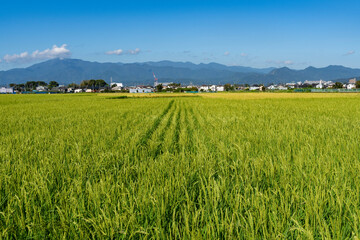 稲が実り始めた神奈川県の水田風景 - obrazy, fototapety, plakaty