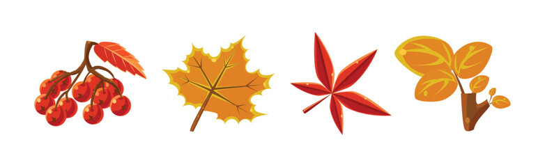 Autumn Leaf and Bright Tree Foliage Vector Set