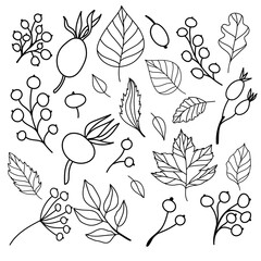 Fototapeta premium Set of flat isolated illustration of leaves and berries in cozy autumn colors. hand drawn vector decor for scrapbooking, textile or book covers, wallpapers, graphic art, printing, hobby, invitation.