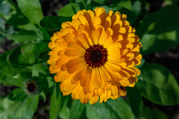 Closeup of beautiful yellow Marigold in flowerbed