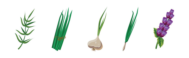 Potherbs and Kitchen Herbs as Condiment Vector Set © topvectors
