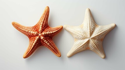 starfish and sea stone
