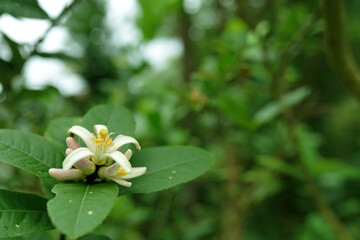 guava tree flower with green leaves in the morning