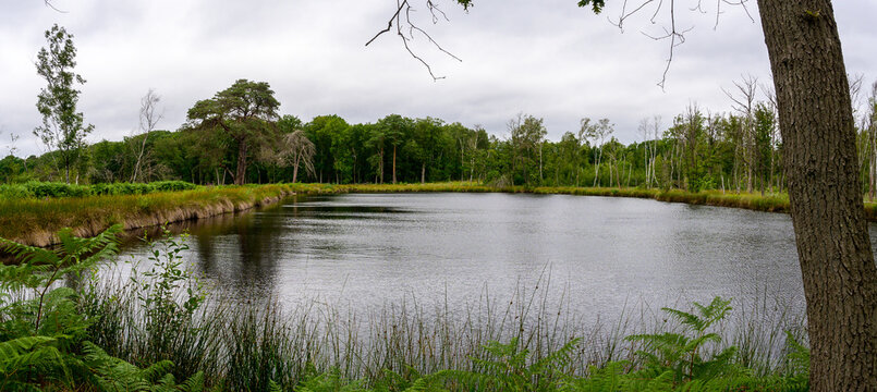 Landscape panorama photo of a large stagnant pond in the forest with cloudy sky.