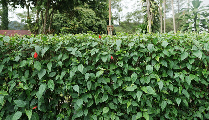 green plants in front of the house for fences and aesthetics