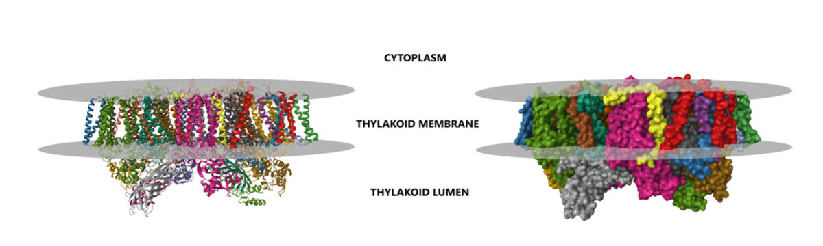 Crystal structure of Photosystem II from Thermosynechococcus elongatus. 3D Gaussian surface and cartoon models, chain id color scheme, PDB 2axt