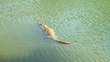 crocodile swimming in a river in an Asian country