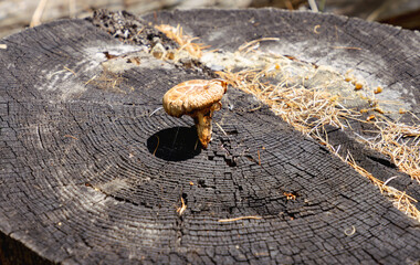 mushrooms growing out of tree stump 