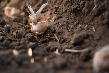 Crocus bulbs in the soil. Planting autumnal saffron.