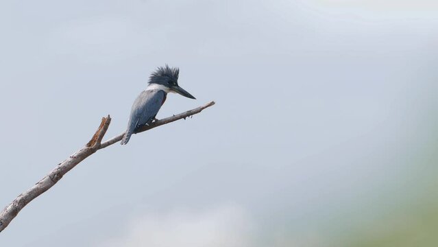 Ringed Kingfisher overlooking the river on a dry branch