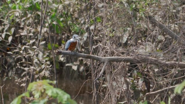 Ringed Kingfisher swallows a whole fish in the wild