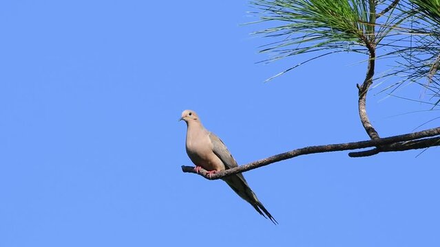 Mourning Doves perched on a limb with clear blue sky background